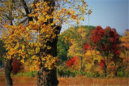 云南成考专升本语文考试怎么把握时间?